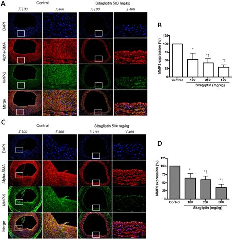 Immunofluorescent Double Staining For MMP2 A And MMP9 C Expressing