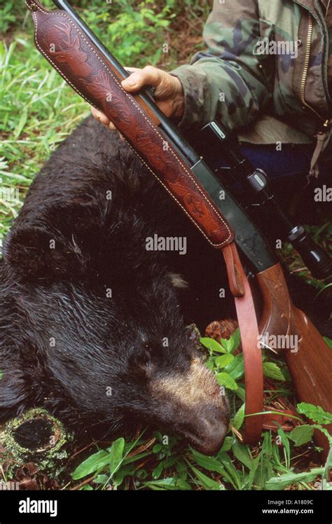 bear hunting canada Stock Photo - Alamy