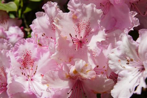 Rododendro Cor De Rosa E Branco Brilhante Foto De Stock Imagem De