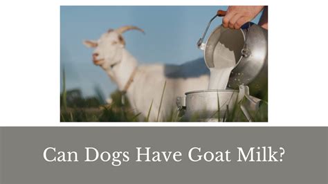 Is Goat Milk Good For Dogs What You Need To Know