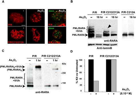 Pml Rara Oxidation And Arsenic Binding Initiate The Antileukemia