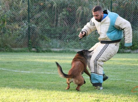 Montigny L S Metz Concours Club Canin Chiens Sur Le Ring