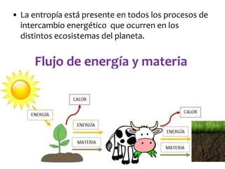 Flujo de energía y materia en el ecosistema PPT