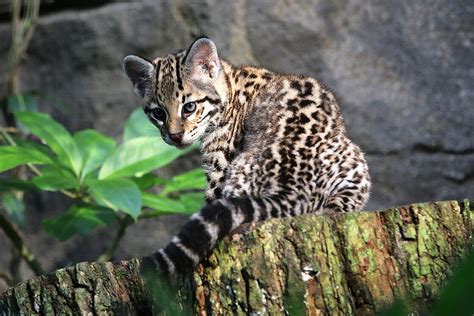 Ozelot: Im Zoo Leipzig hautnah erleben