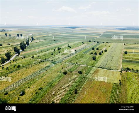 Aerial Drone View Of Green Agricultural Cultivated Fields Stock Photo