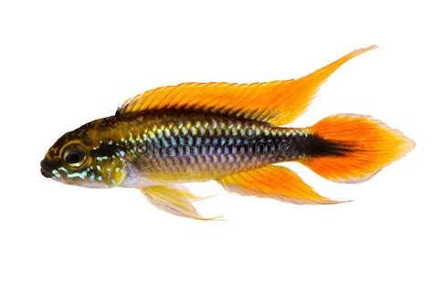 Pescados Del Acuario De Apistogramma Agassizii Del Cichlid Del Enano