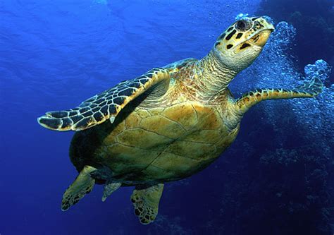 Tortugas Marinas Wwf