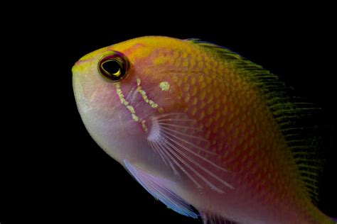 Fathead Anthias Aaron Flickr