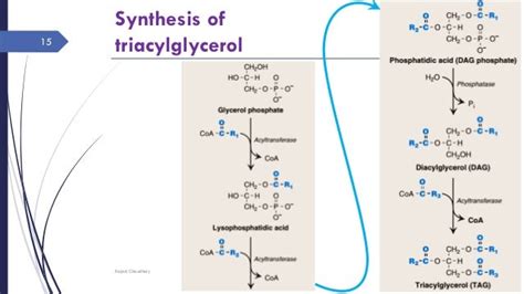 Fatty acid synthesis