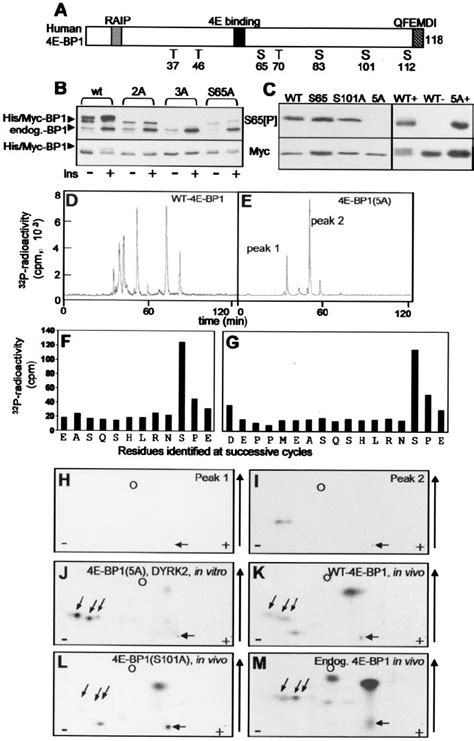 Identi Fi Cation Of A Novel In Vivo Phosphorylation Site In 4e Bp1 A Download Scientific