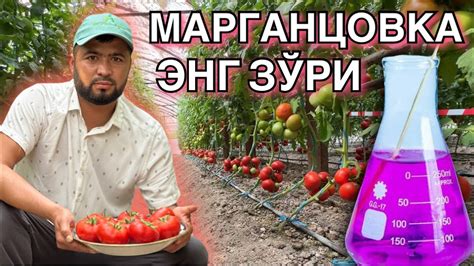 Марганцовка фойдаси. Помидор етиштириш бўйича Андижонда катта СЕМИНАР ...