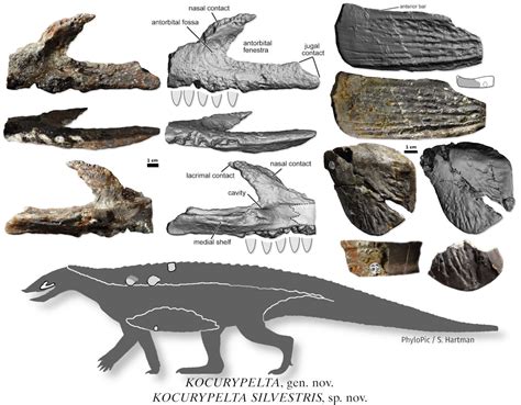 A New Aetosaur From Poland Muzeum Ewolucji Instytutu Paleobiologii Pan