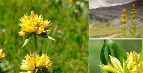 Flora Del Parque Nacional De Ordesa Y Monte Perdido