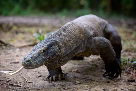 Komodo dragon, Komodo National Park, Indonesia. | Komodo, Komodo dragon