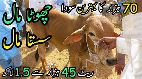 Malir Mandi Me 45K To 150k Wala Maal Cattle Rates Updates Cow Mandi