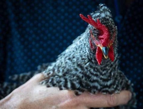 Cuándo comienzan a poner huevos las gallinas de roca barrada Pol y Edro