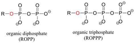 10.1: Overview of phosphates and phosphoryl transfer reactions ...