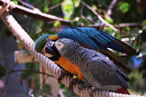 Harga African Grey Macaw Terbaru 2024 Abang Kicau Mania