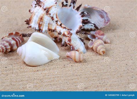 Conchas Do Mar E Seixos Na Areia Imagem De Stock Imagem De Vida