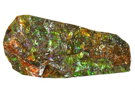 6.3" Iridescent Ammolite (Fossil Ammonite Shell) - Alberta, Canada ...