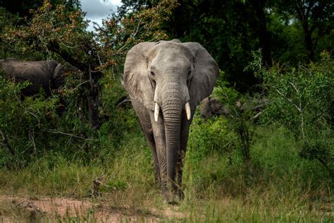 Elephant Species Closer To Extinction Than Scientists Thought The