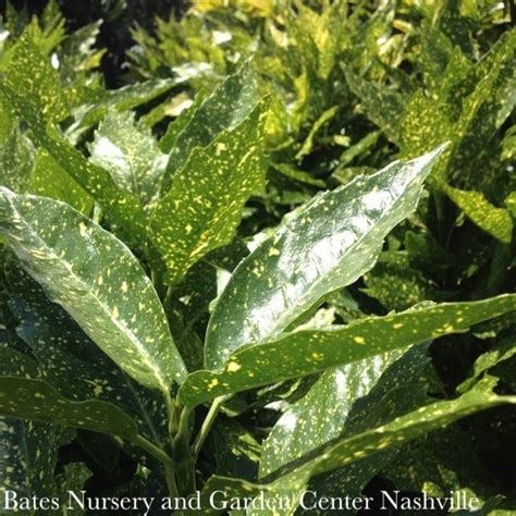 1 Aucuba Japonica Variegata Gold Dust Variegated Female