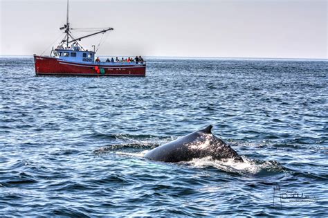 This Hudson Bay newspaper archives a photo of a rare whale