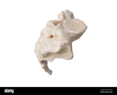 3d Illustration Du Sacrum Illustration Du Squelette Humain Anatomie