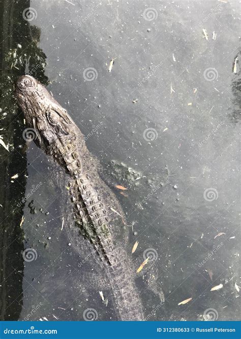 Alligators in South Carolina Stock Image - Image of pond, crocodile