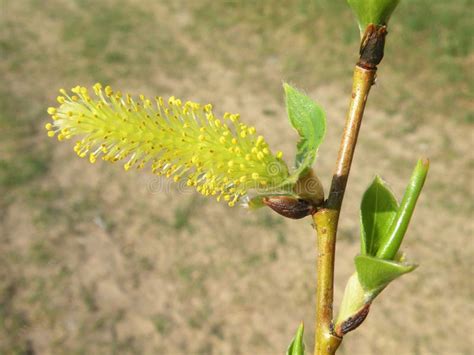 Beautiful Pussy Willow In Spring Lithuania Stock Photo Image Of Green Tree