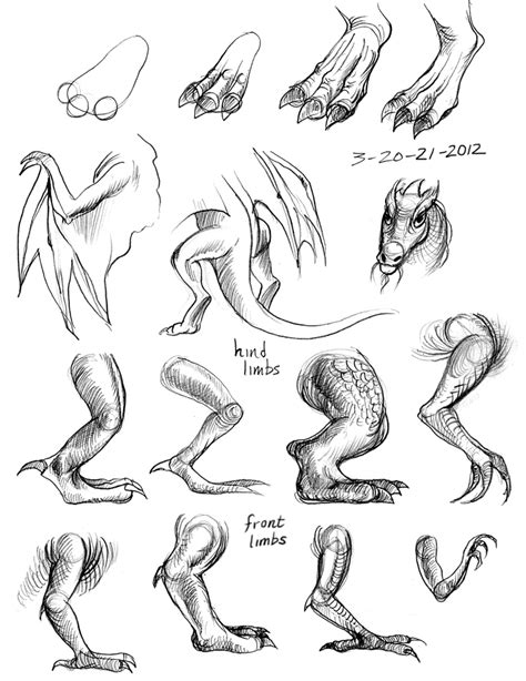 Dragon Anatomy Drawing at GetDrawings | Free download
