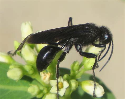 Spider Wasp Prionyx BugGuide Net