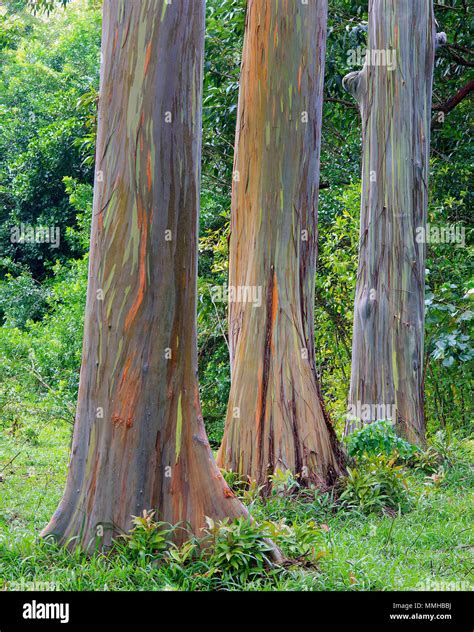 Rainbow Eucalyptus On The Road To Hana Maui Hawaii Stock Photo Alamy