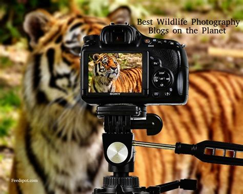 100 Best Wildlife Photography Blogs and Websites in 2023