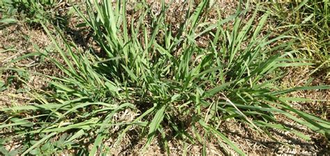 How To Remove Dallisgrass From Lawn Easy Guides