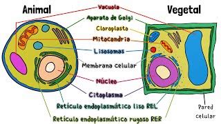 Célula Animal y Vegetal | Doovi