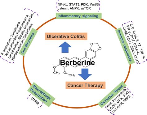 Frontiers Berberine A Traditional Chinese Drug Repurposing Its