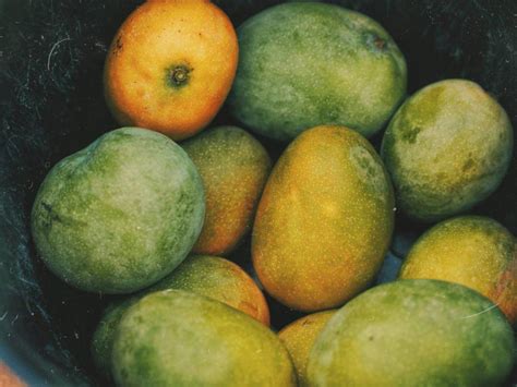 perbedaan mangga harum manis  manalagi idn times
