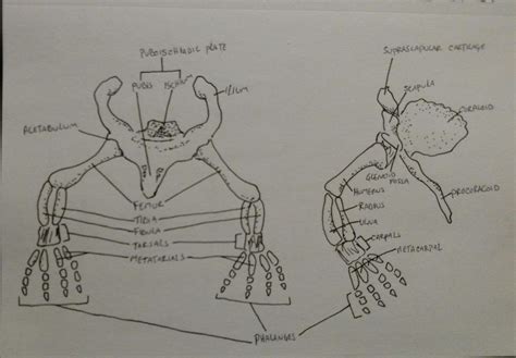 Anatomy Mudpuppy skeleton 4 by Azhram on DeviantArt