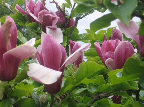 Magnolia liliiflora 'Nigra'