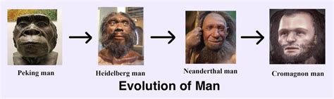 Neandertal Y Cromagnon Diferencias