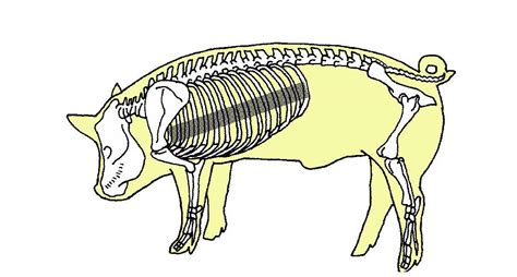 Pig Skeleton Diagram