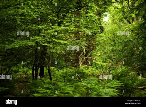 Gosforth Park Nature Reserve Stock Photo - Alamy