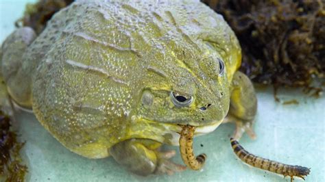 Warning Live Feeding African Bullfrog Eating Worms YouTube