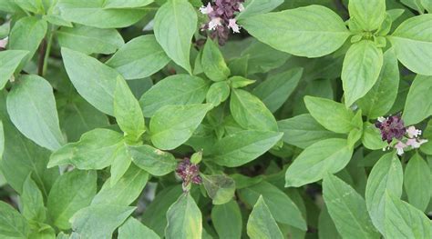 Kampfer - DermaSel Totes Meer Salz