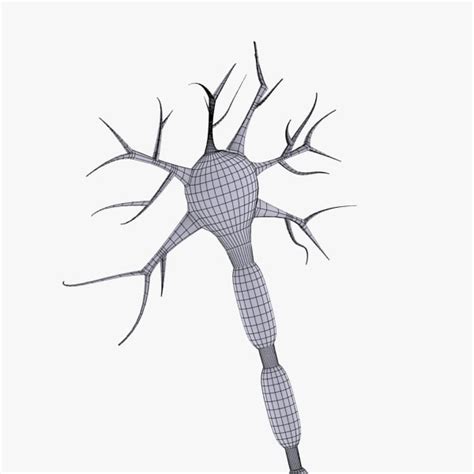 3d neuron model