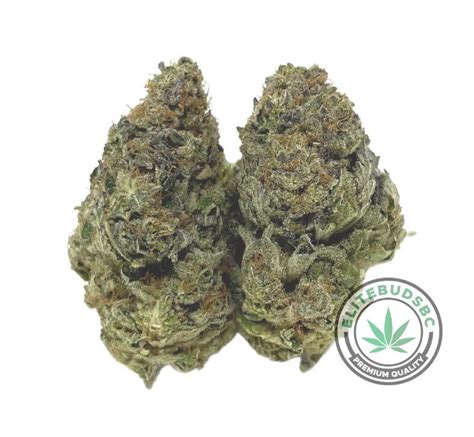 Buy BLUE DREAM AAAA Online Elite Buds BC