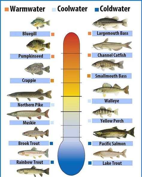 Awesome Chart Showing When The Fish Get Most Active In Reference To