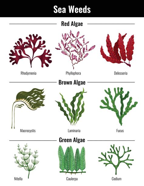 Why Are Algae Called Plants Of Different Colors Scienceabc