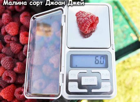Малина Джоан Джей. Описание сорта, фото, отзывы